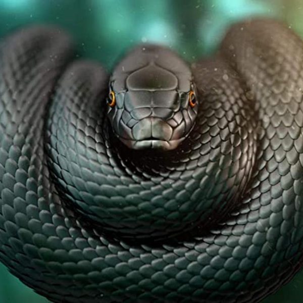 Serpent noir