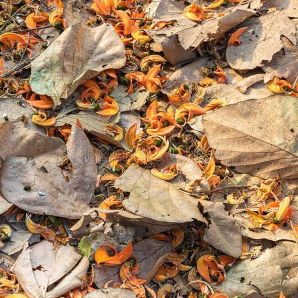 Image de fleurs d oranger une flamme la for%c3%aat butea monosperm sur les feuilles s%c3%a8ches orange arbre monosperme closeup 171943458