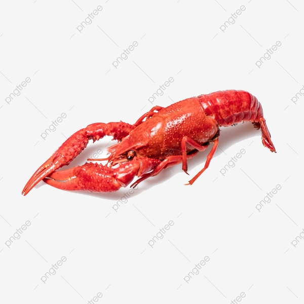 Pngtree physical crayfish png image 4561356