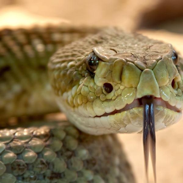 Rattlesnake 653642