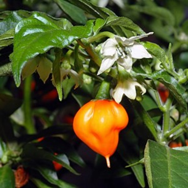 290px habanero chile   flower with fruit (aka)