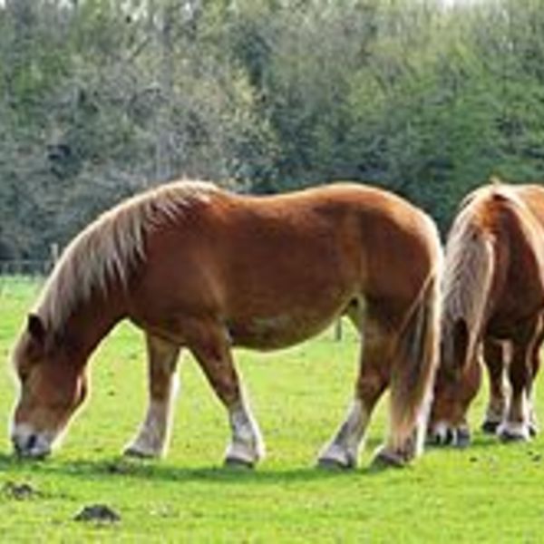 220px chevaux trait breton creyssac (1)