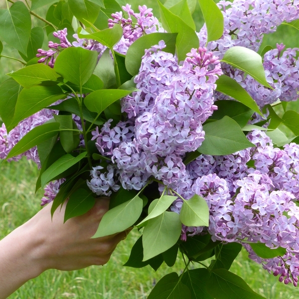 Bouquet lilas