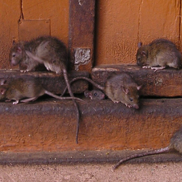 Rats 163544