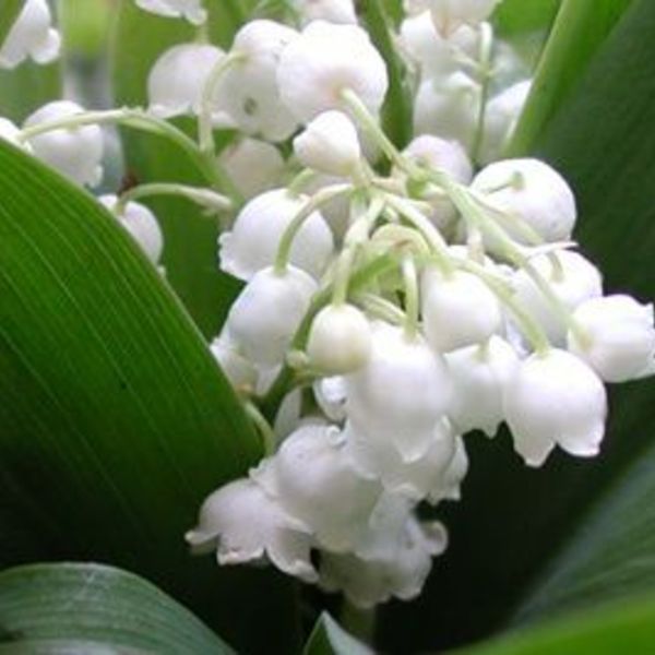 Muguet