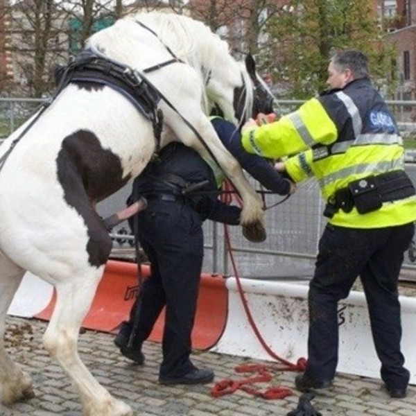Policier cheval