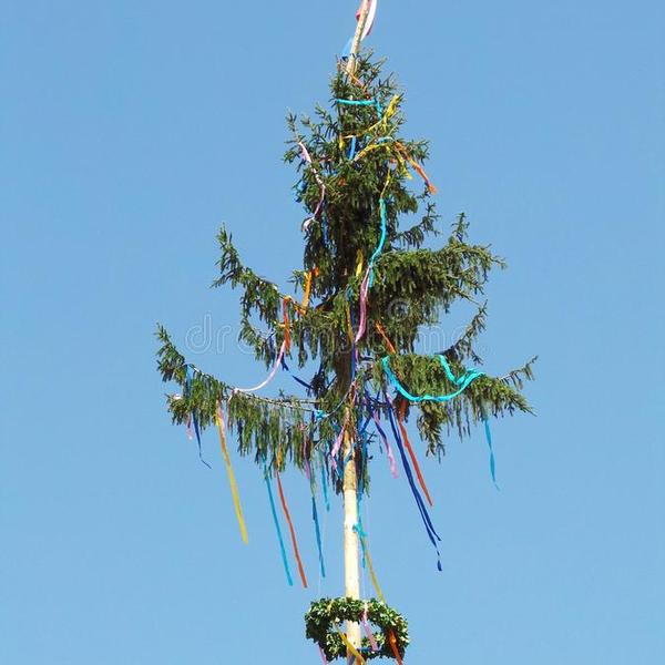 Celebration st may labour day maypole tree celebration st may labour day maypole tree close up decoration 119977677