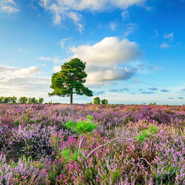 New forest national park purple heather