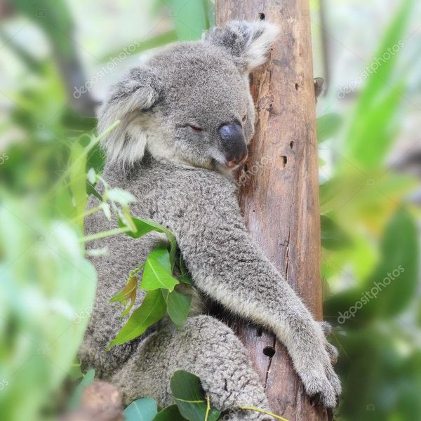 Depositphotos 12363768 stock photo koala bear