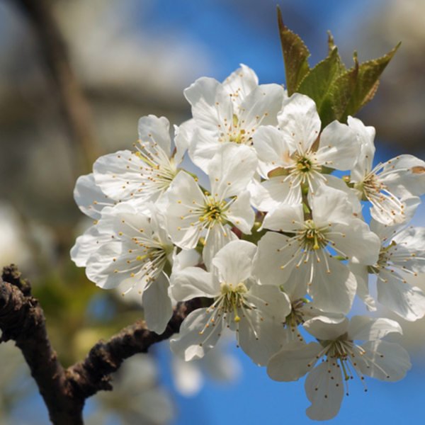 Prunus cerasus cerisier fleurs