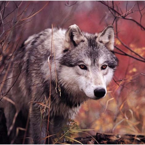 Wolf85