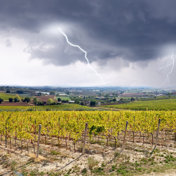 Shutterstock 124435087 vigne meteo