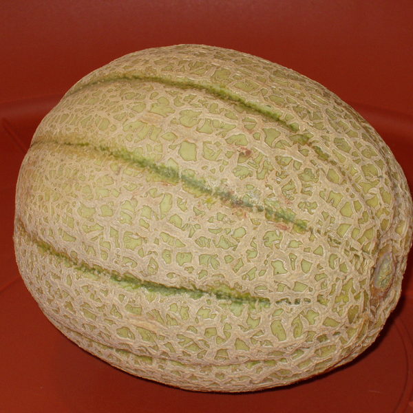 Melon cantaloup dit de cavaillon