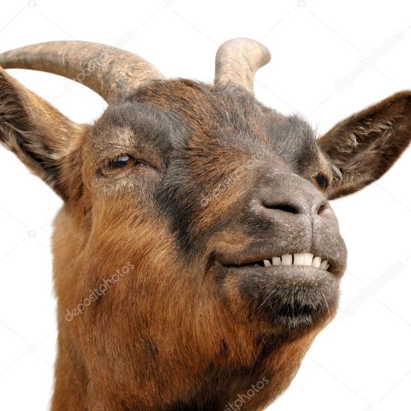 Depositphotos 4305339 stock photo cute brown goat