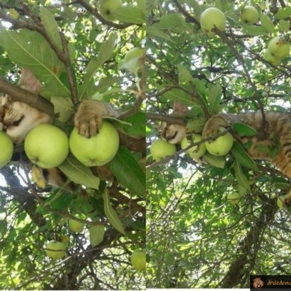 Chat dans pommier