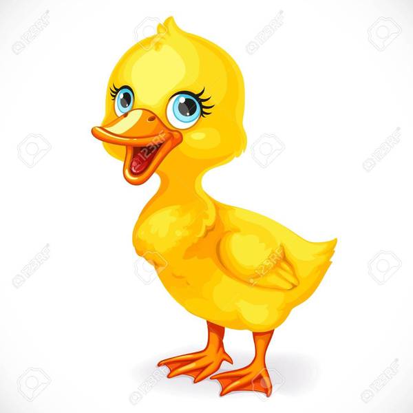 84953618 mignon petit canard jaune toeded isol%c3%a9 sur fond blanc