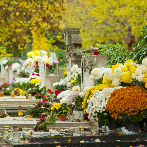 Chrysantheme cimetiere