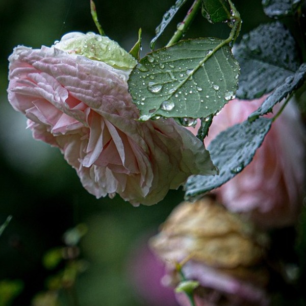 Rose de pluie