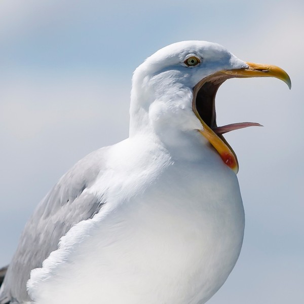 1166417 une mouette en train de crier illustration