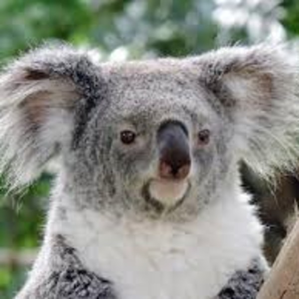 Koala2