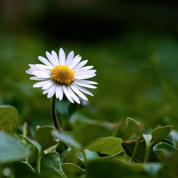 Marguerite