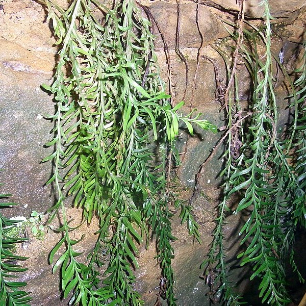 Tmesipteris truncata turramurra