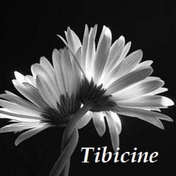Tibicine