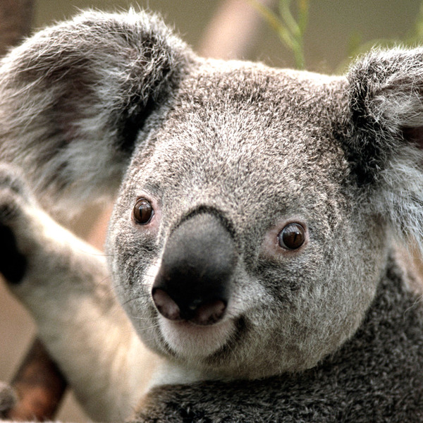 Koala orig