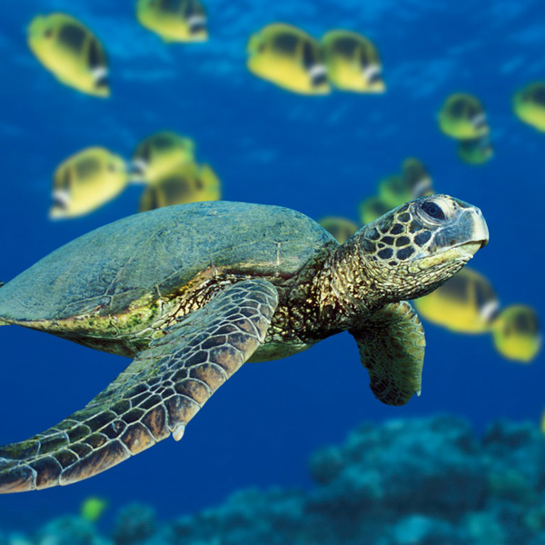 Green sea turtle orig