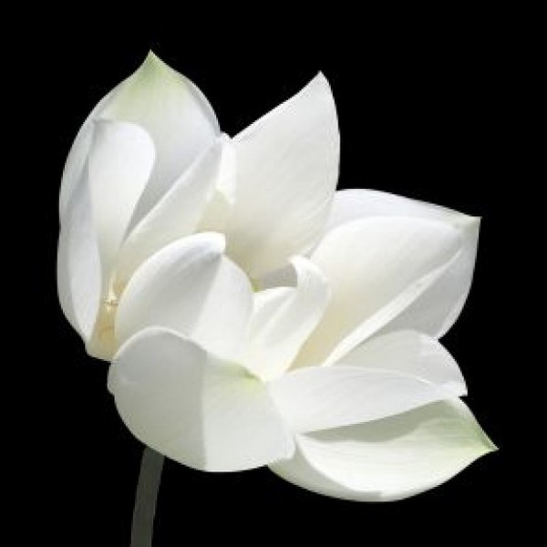 Lotus blanc 2756211