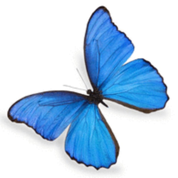 Blue butterfly 195