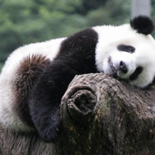 Giant panda08 500