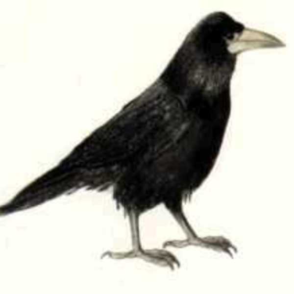 Scythe Crow