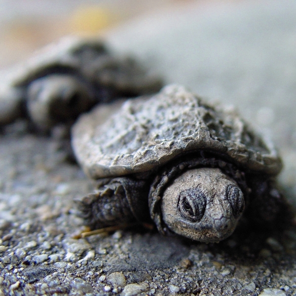 Turtles maryland babies 14248 h