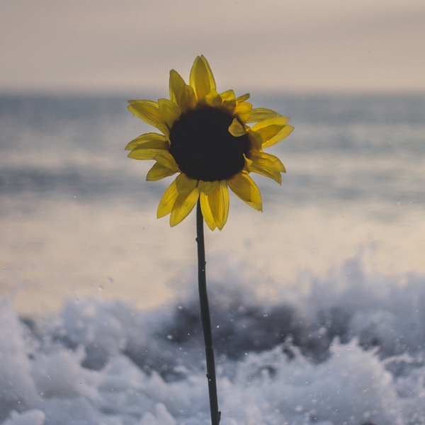 Sunflower flower sea 136675 1280x720