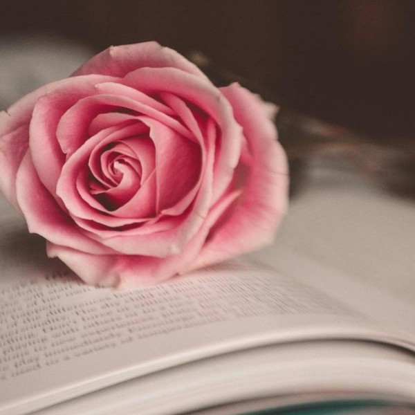 1152x864 flower pink rose book mood