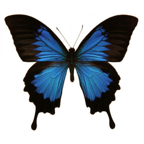 Sticker mural papillon bleu noir
