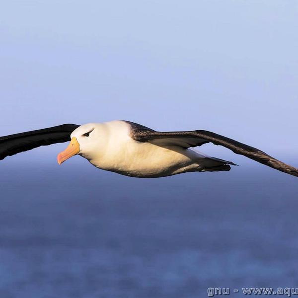 Albatros en vol 1 